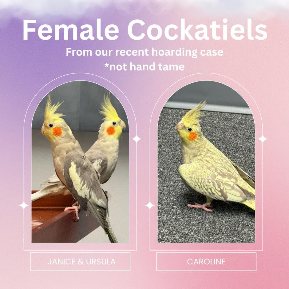 Female Cockatiels
