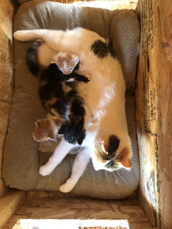 Calico kittens