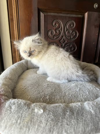 RAGDOLL KITTENS