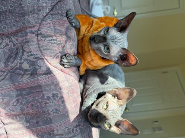 Sphynx kittens