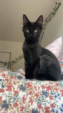 Cat needs rehoming today