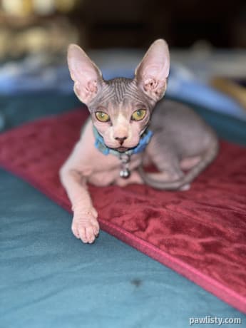 Sphynx kittens