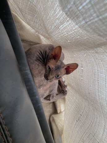 Sphynx female