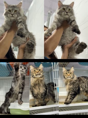 Three Maine Coon cats