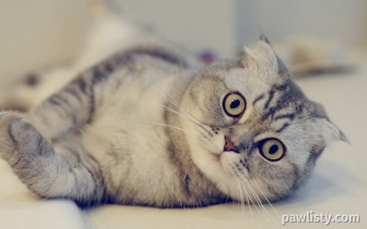Two playful kittens