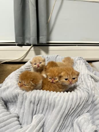 Adorable persian kittens