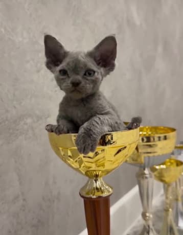 Devon Rex kittens for sale