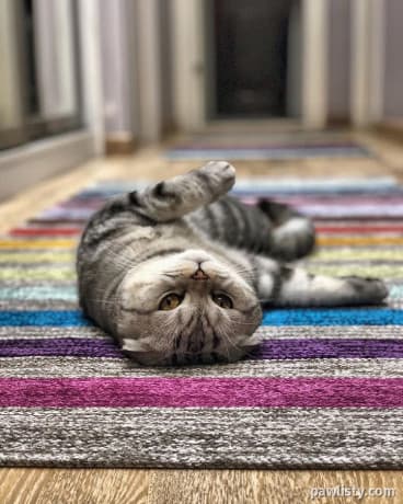 Scottish Fold kitten