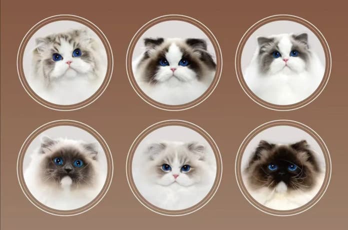 New Face Ragdoll Cat
