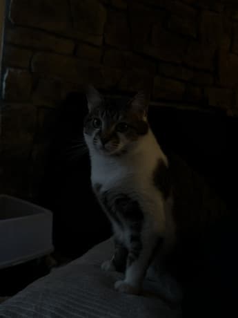 Brownwhite tobby cat