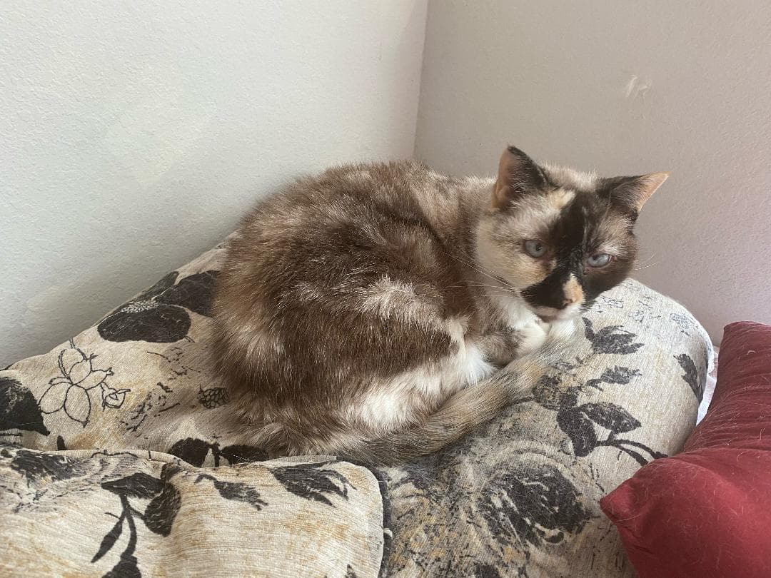 Willow