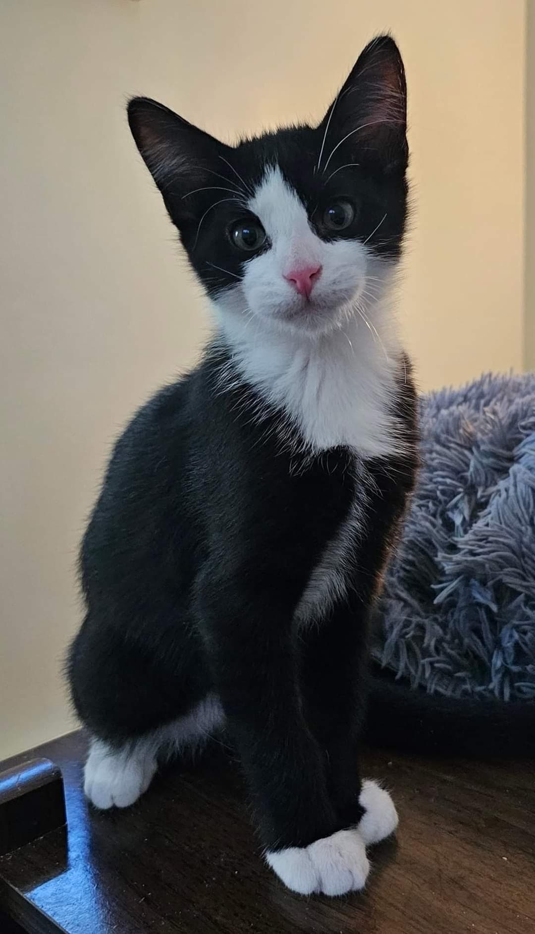 Georgie