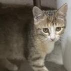 Kit