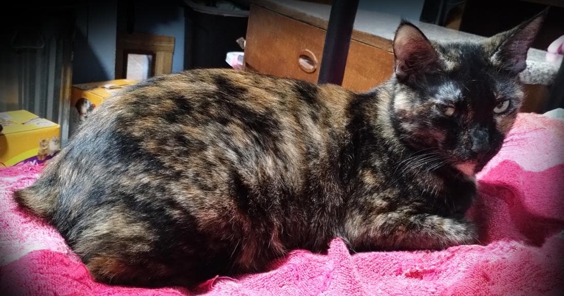 Pretty Mocha Torti Bobtail Cat