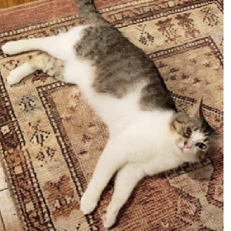 Daddy Cat
