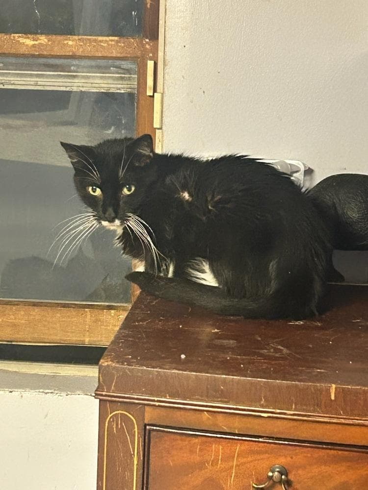 Pepper Westbury