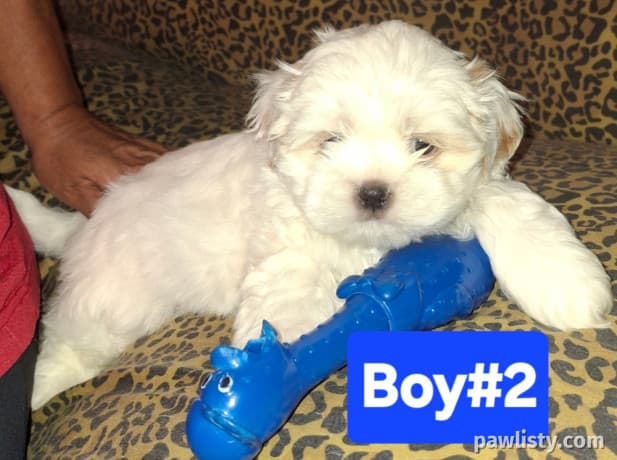 Shih tzu & Japanese Chin puppies
