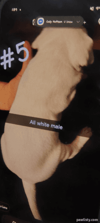 Pitbull puppy