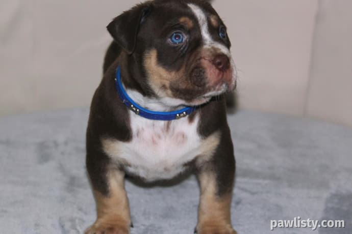 Xl Bully