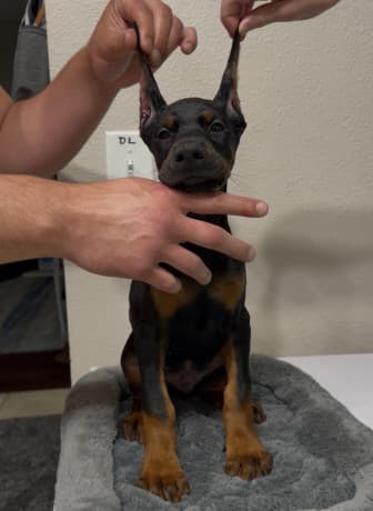 European Doberman Puppies