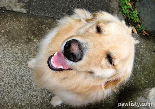 Golden Retriever friendly