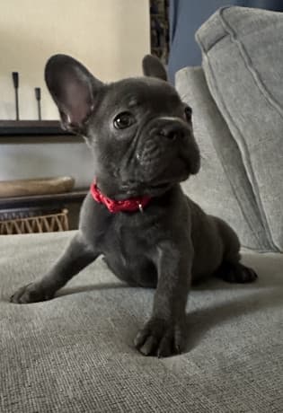 French bulldog puppies