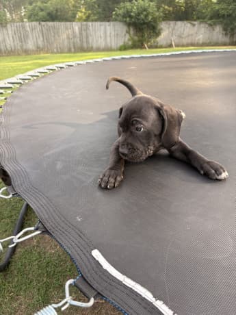 Presa Canario Pups