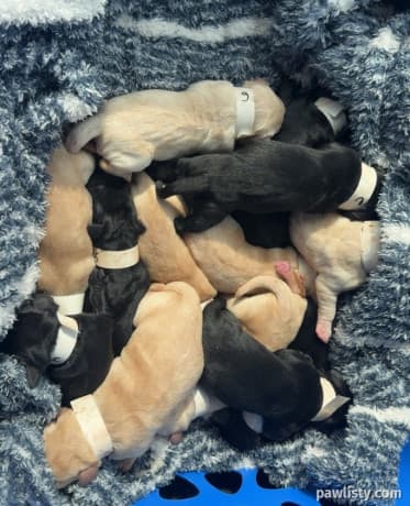 Labrador Puppies Available