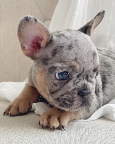 Merle french bulldog puppy