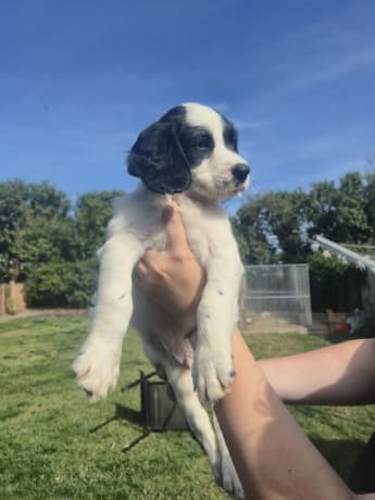 3 springer spaniel boys