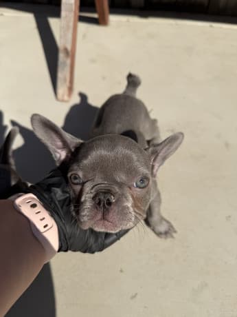 Frenchie