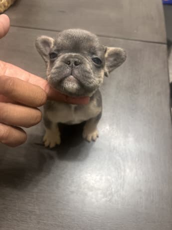 AKC French Bulldogs