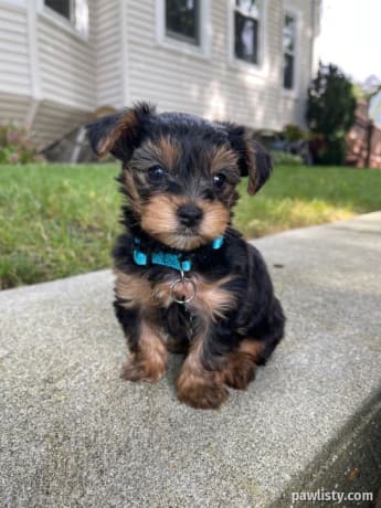 Yorkie puppy